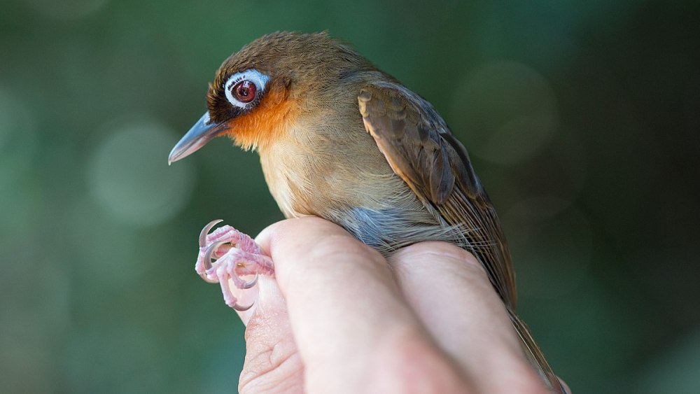 Rufous Potoo