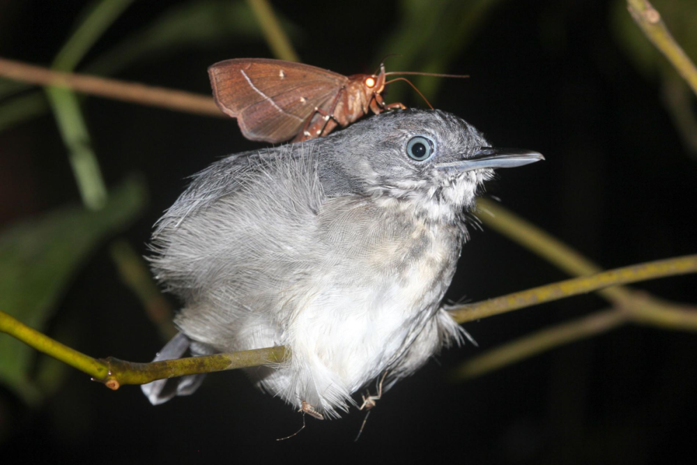 Hemiceratoides hieroglyphica