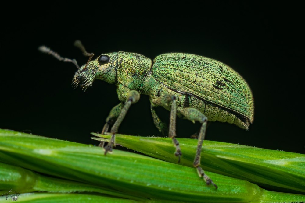 Долгоносик Крапивный