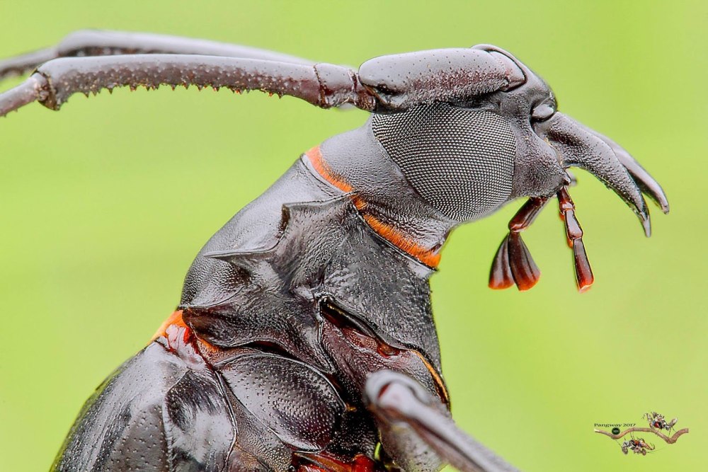 Жук броненосец гигантский