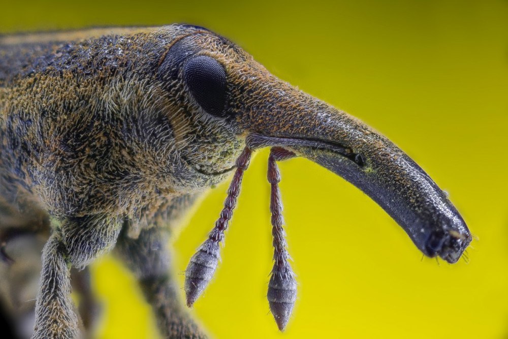 Слоник листоверт