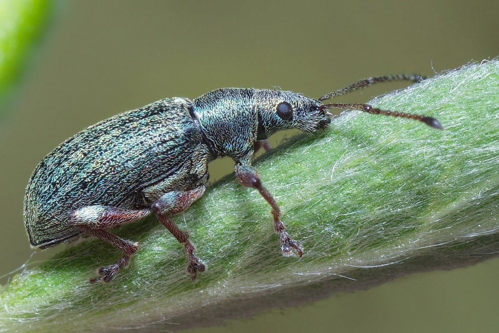 Phyllobius pyri