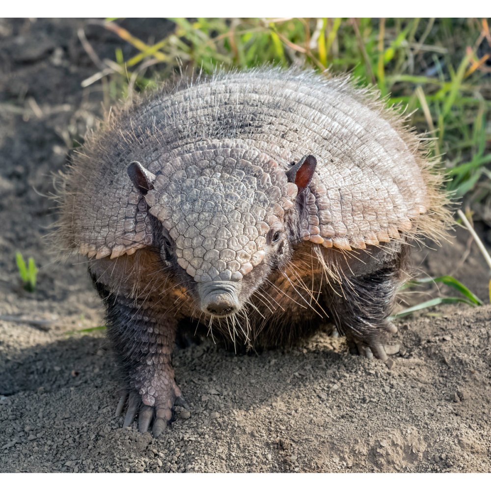 Щетинистый броненосец