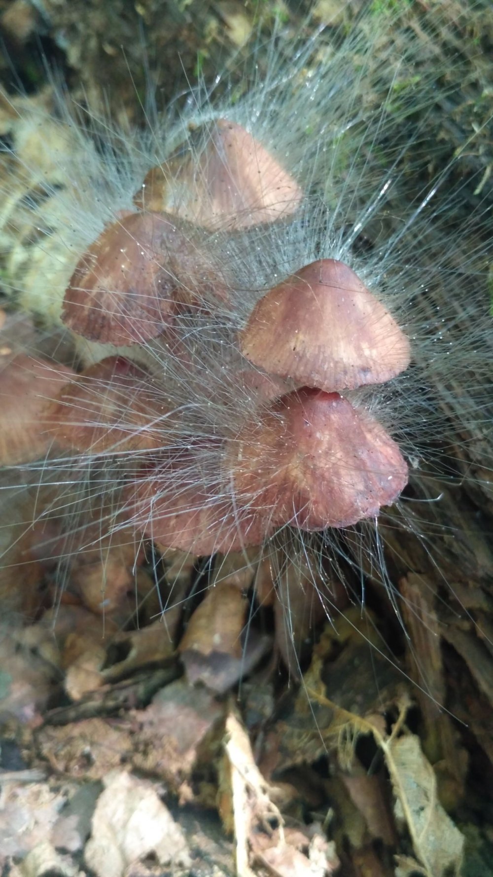 Спинеллус щетинистый