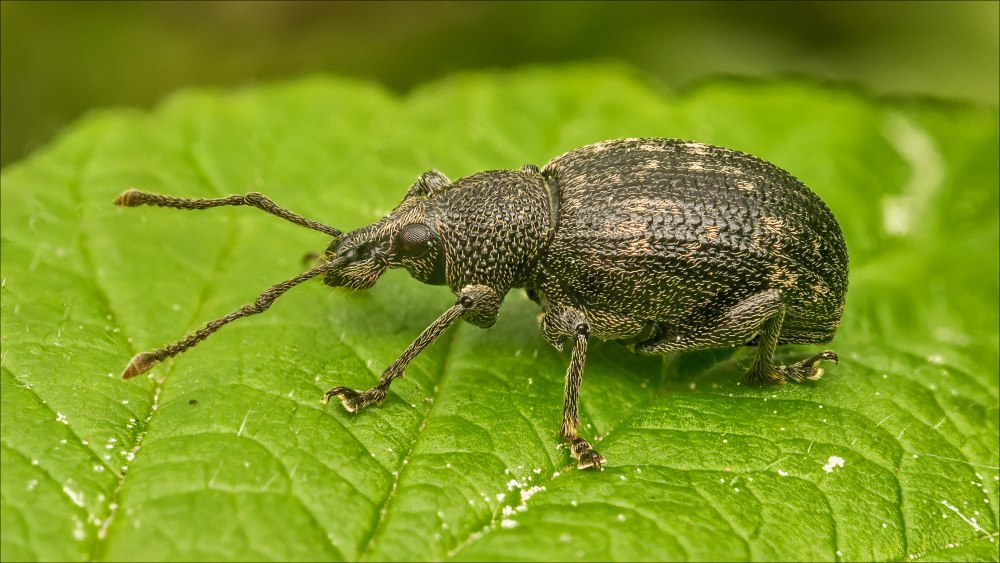 Жук-Слоник фото