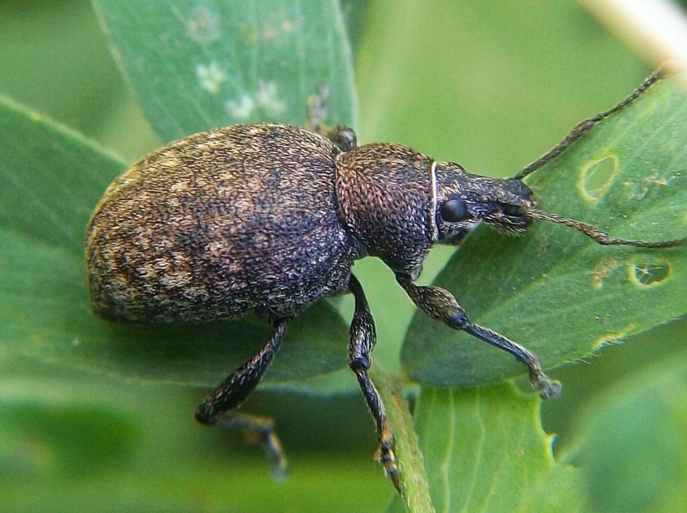 Жук свекловичный долгоносик