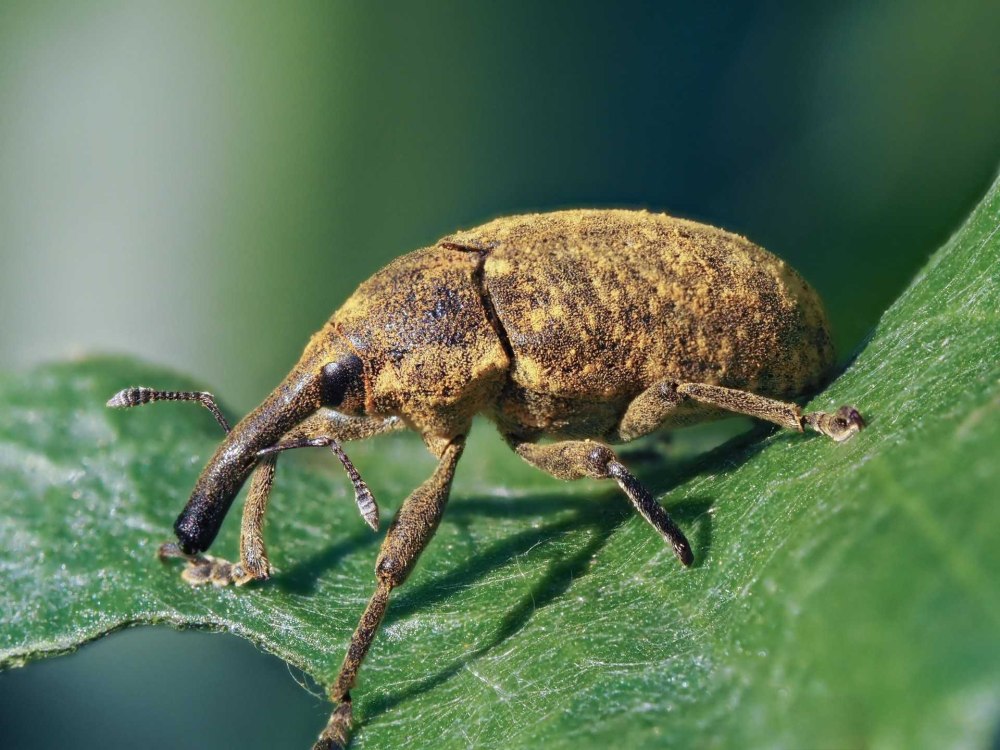 Долгоносик, малинный Жук