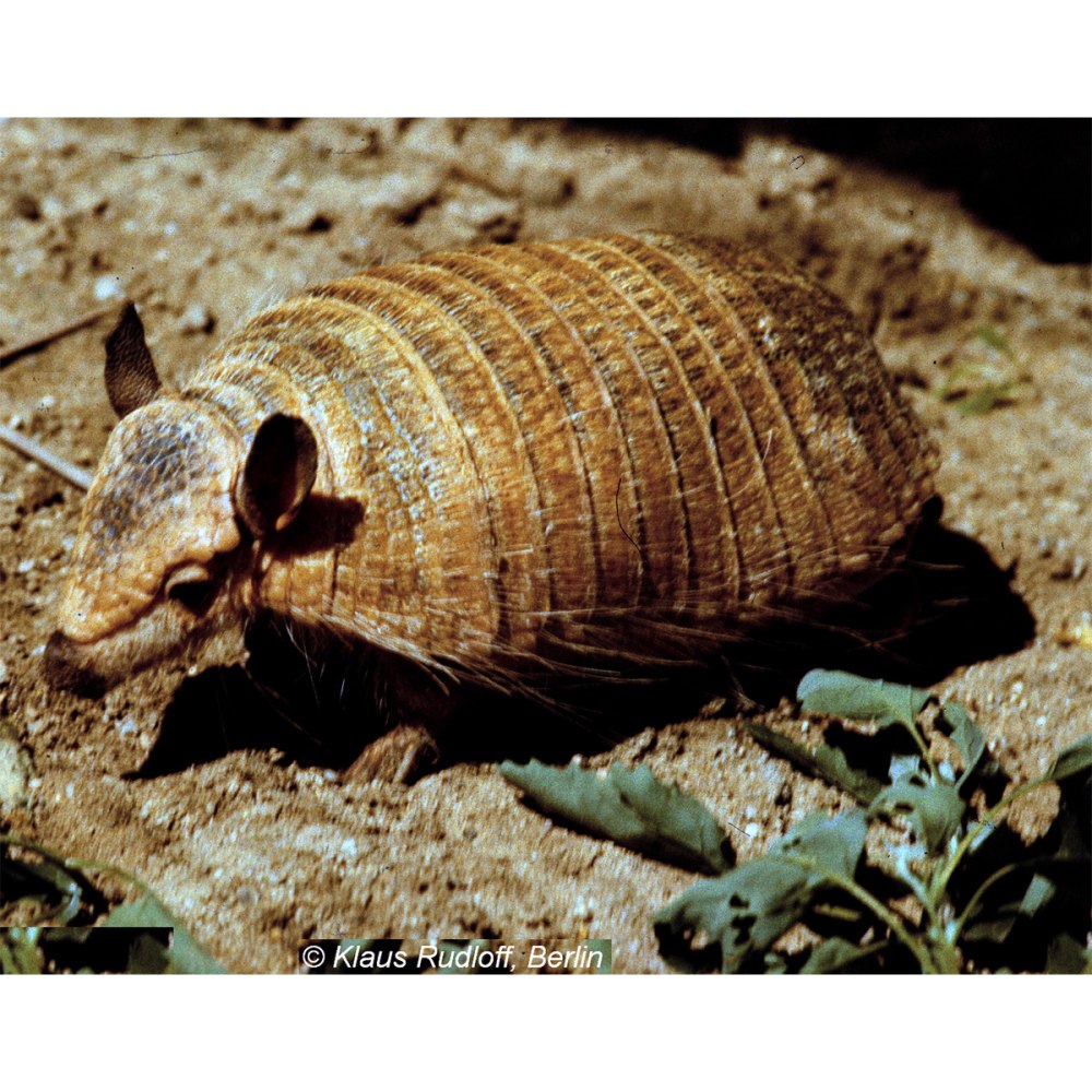 Длинноволосый броненосец Chaetophractus vellerosus