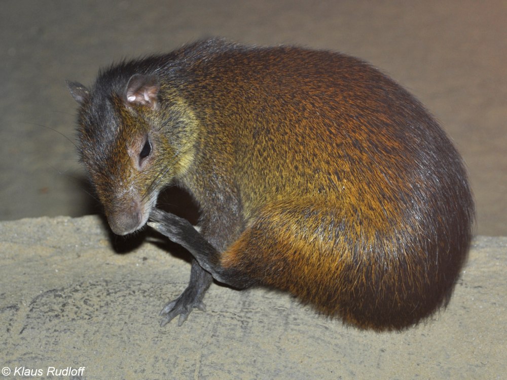 Golden aguti pied перевод