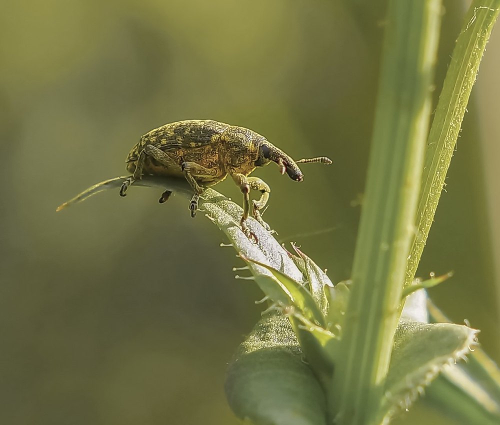 Жук-Слоник фото