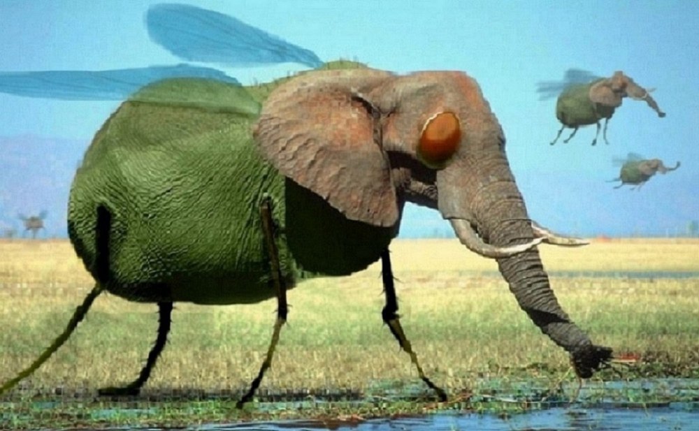 Фото летающих слонов