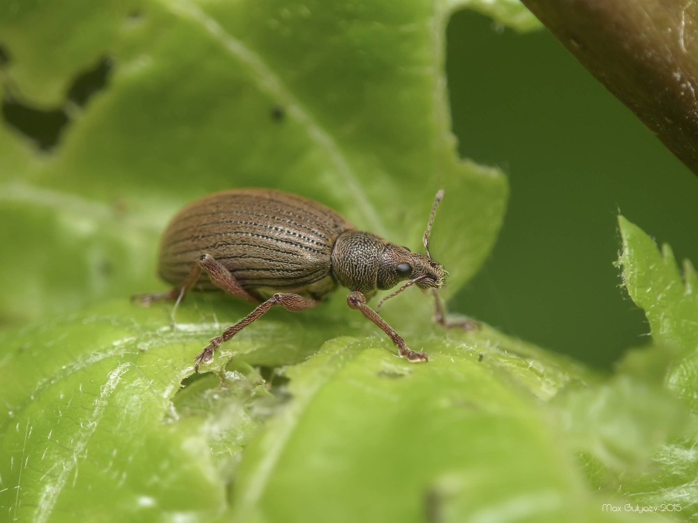 Долгоносик Скосарь