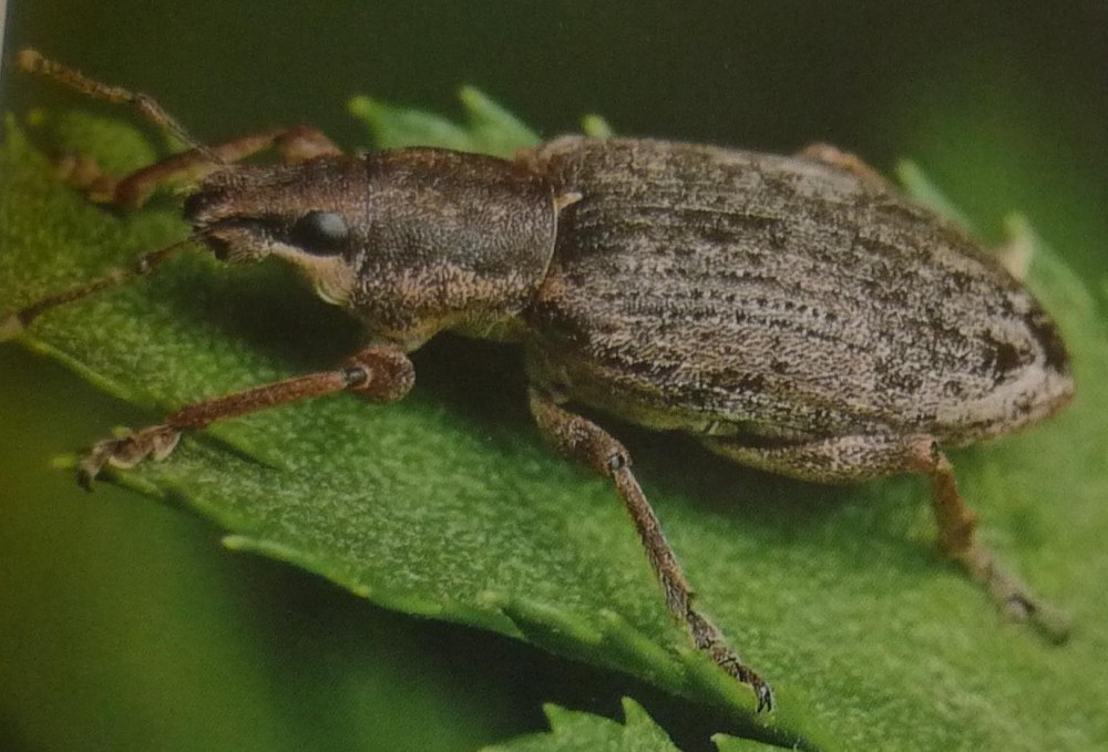 Южный серый долгоносик