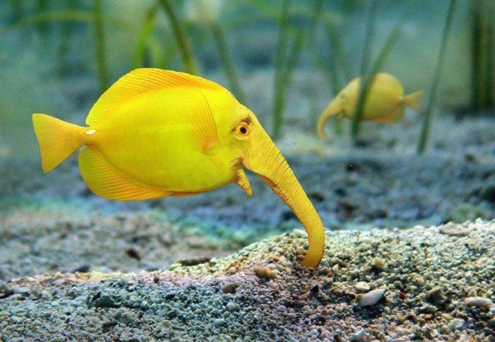 Рыба-слон Gnathonemus petersii