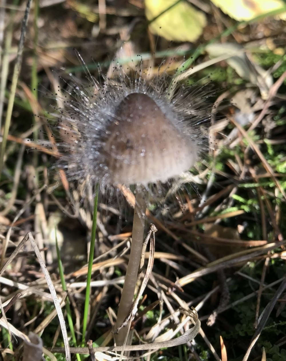 Spinellus fusiger гриб