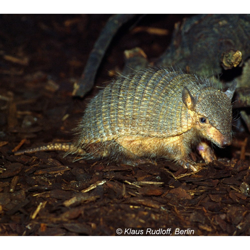 Chaetophractus vellerosus