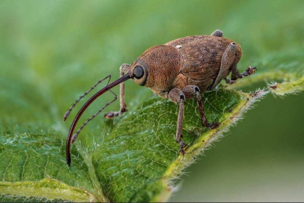 Жук долгоносик