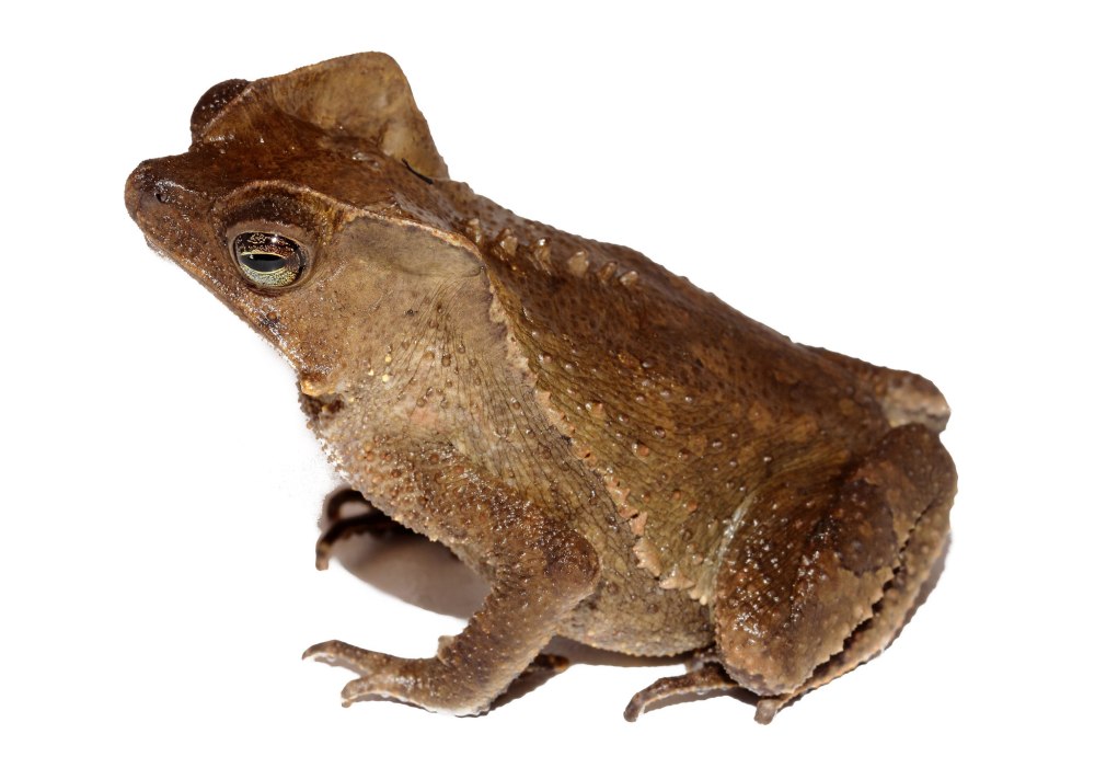 Чернорубцовая жаба