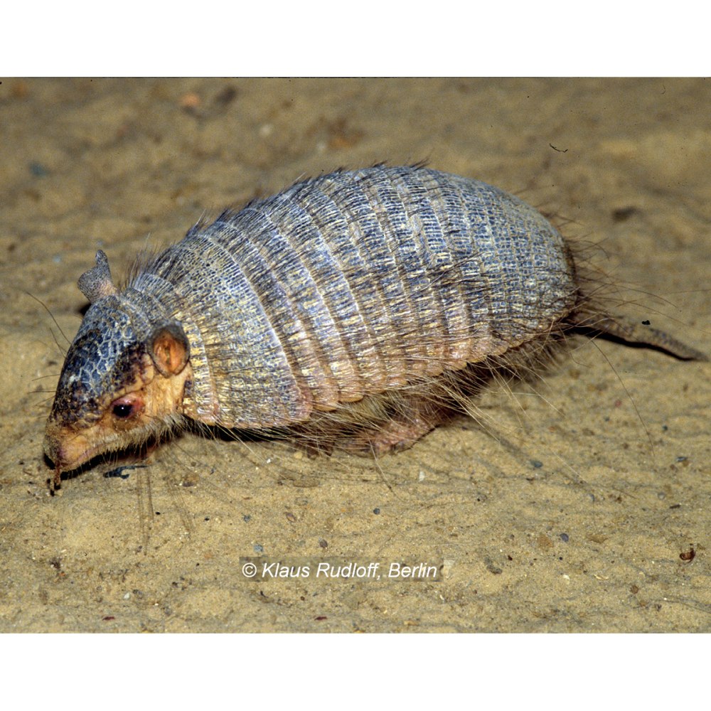 Щетинистый броненосец