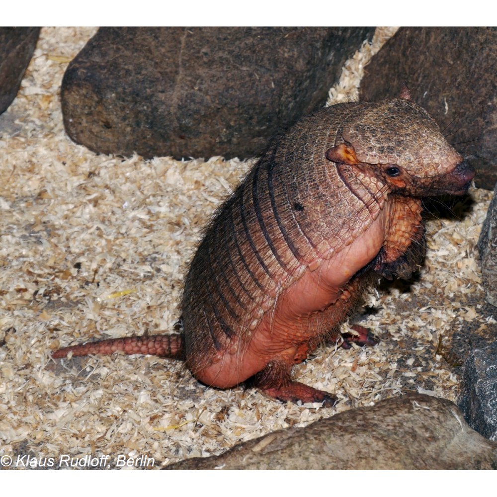 Щетинистый броненосец