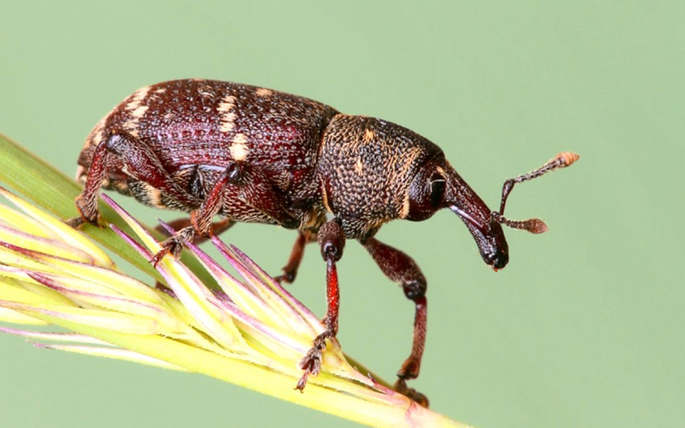 Жук Слоник долгоносик