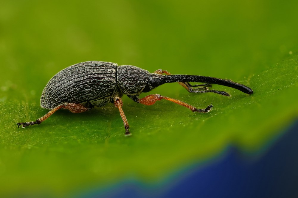 Жук долгоносик