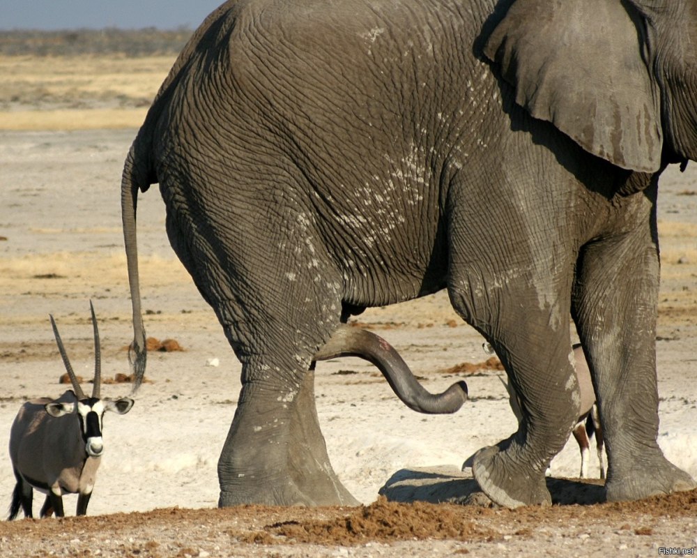 Грудь слона