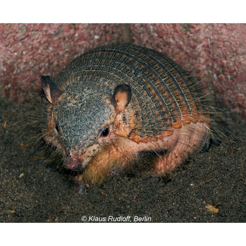 Щетинистый броненосец