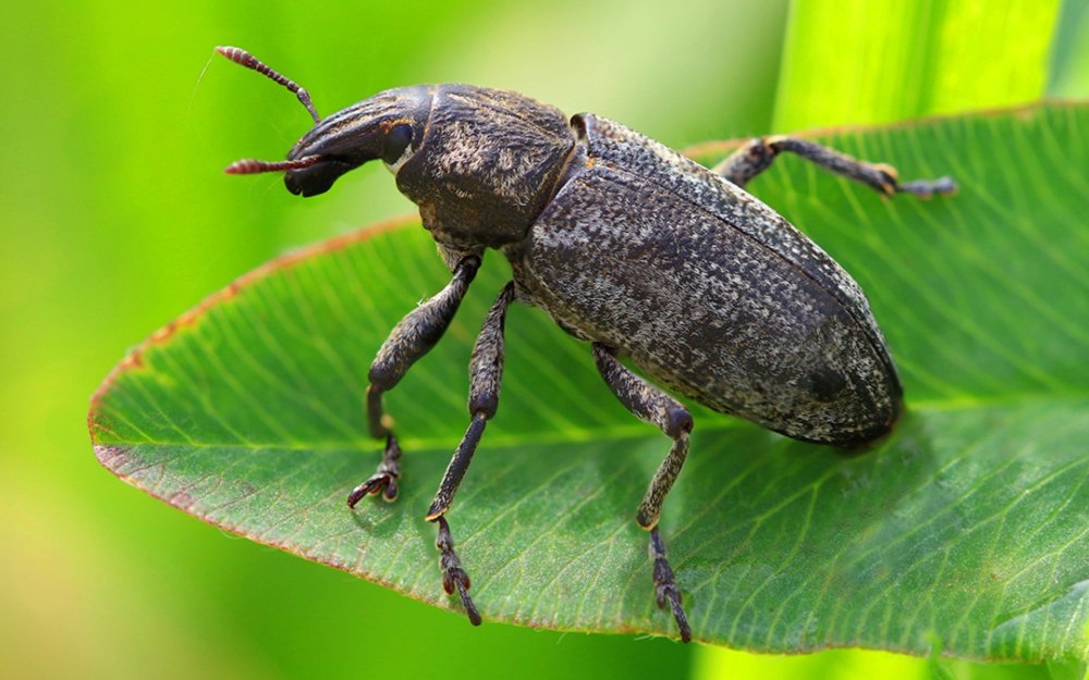 Жук долгоносик Сосновый
