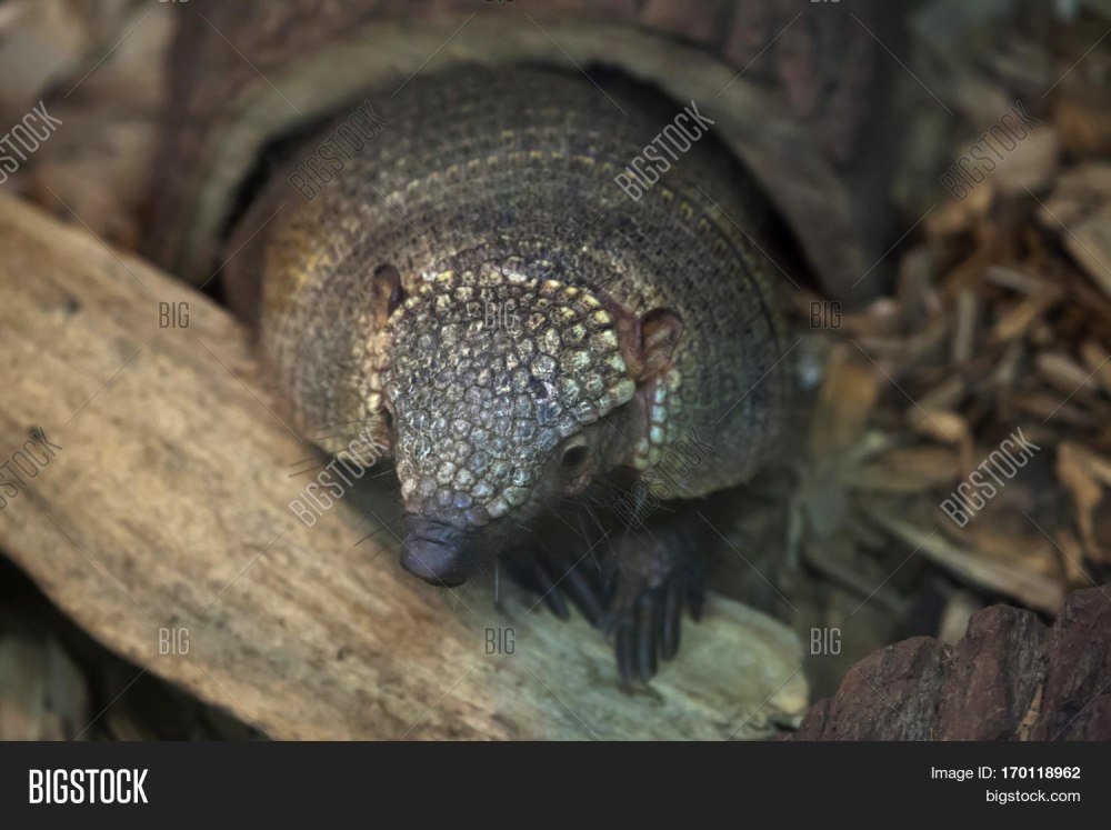 Жук похожий на броненосца