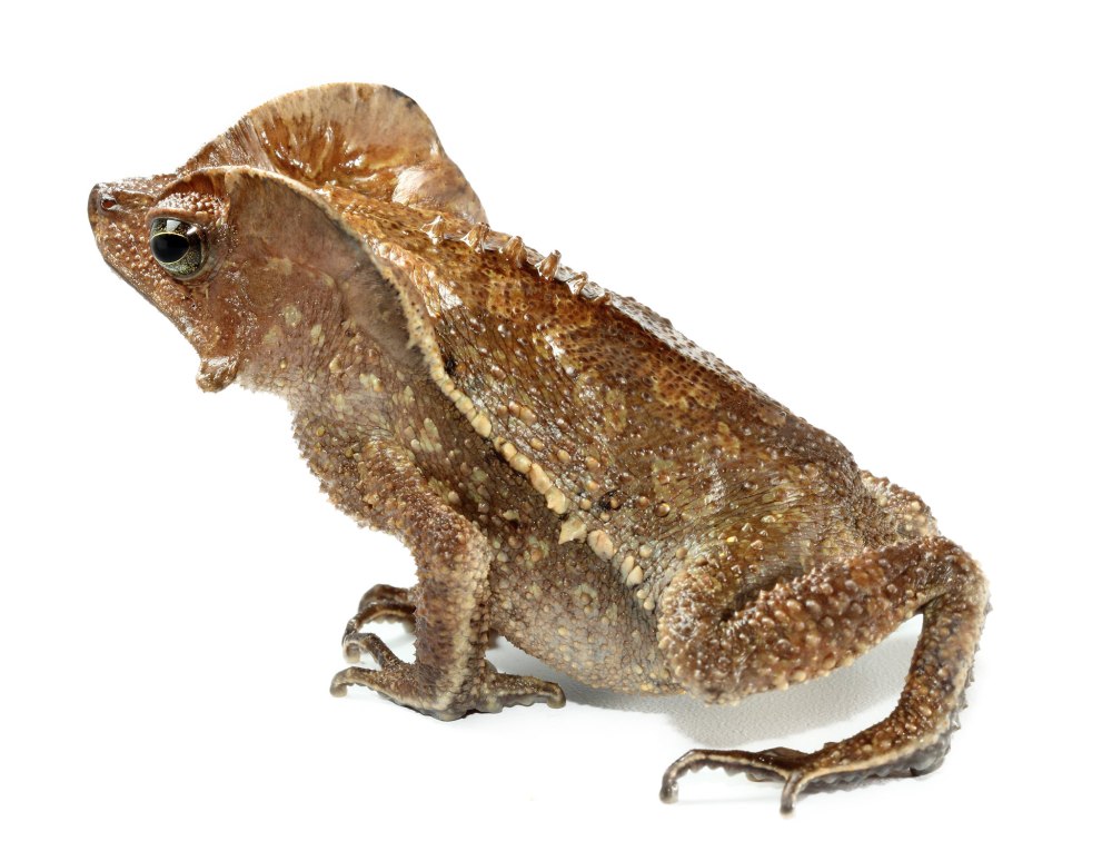 Жаба чирикита