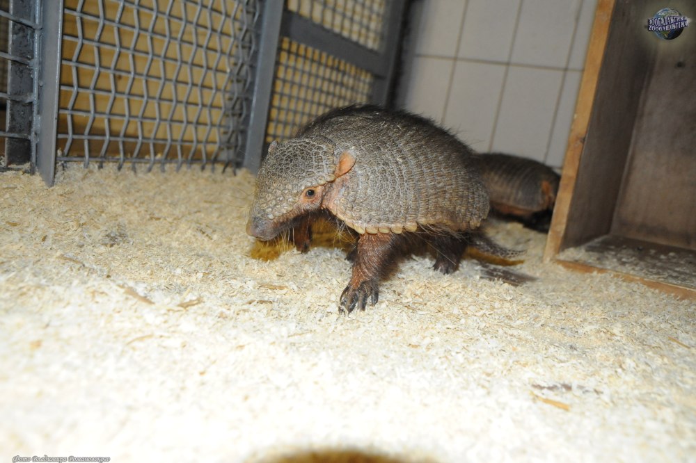 Щетинистый броненосец питание