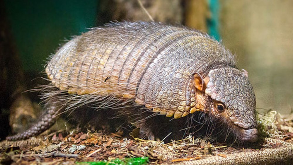 Щетинистый броненосец