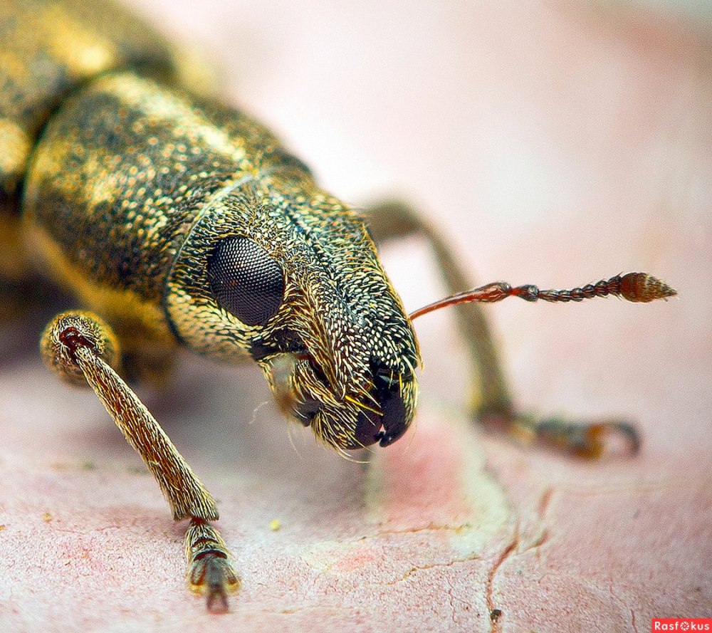 Долгоносик зверек