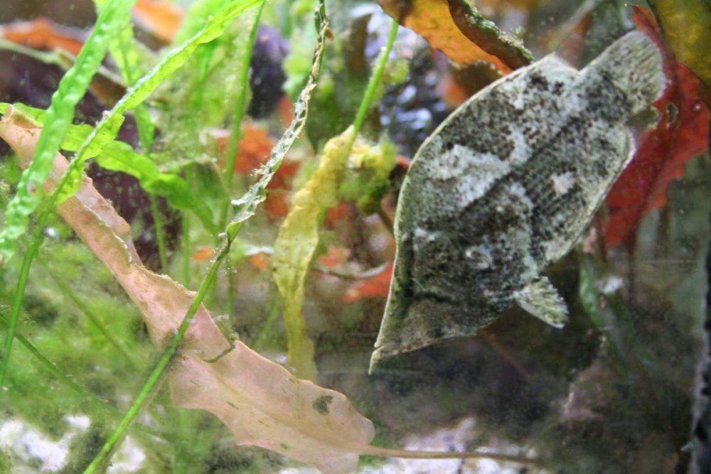 Monocirrhus polyacanthus