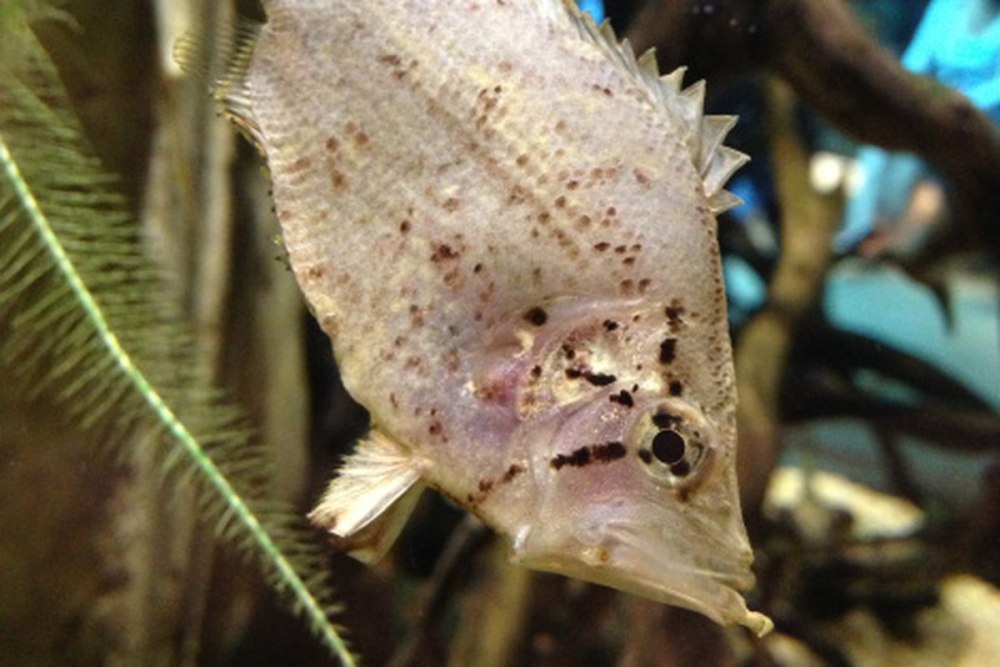 Monocirrhus polyacanthus