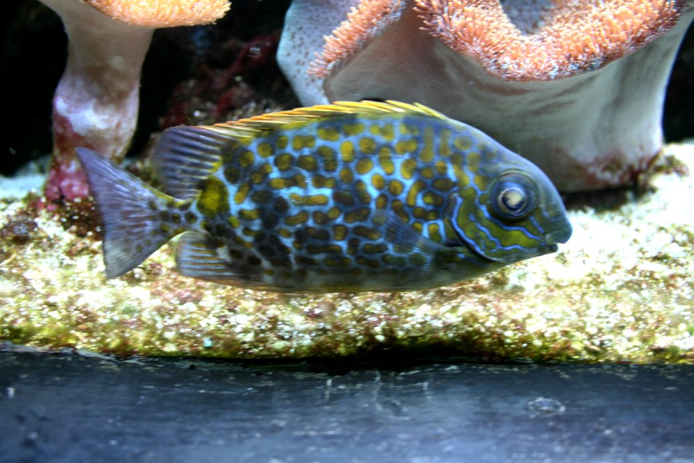 Siganus guttatus