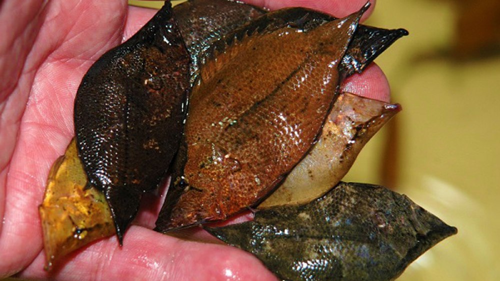 Monocirrhus polyacanthus