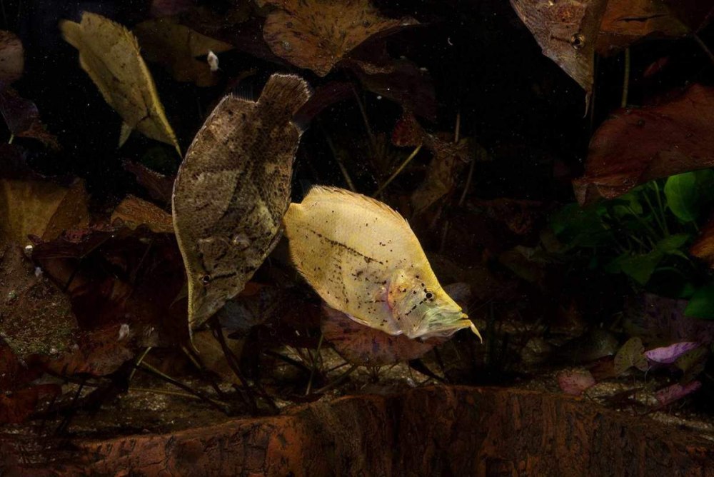 Monocirrhus polyacanthus