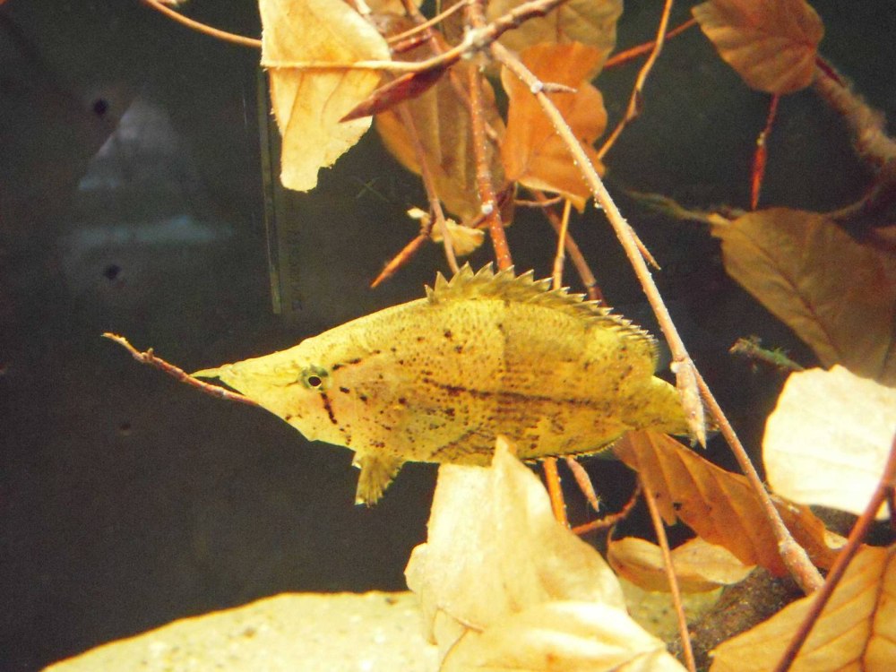 Monocirrhus polyacanthus