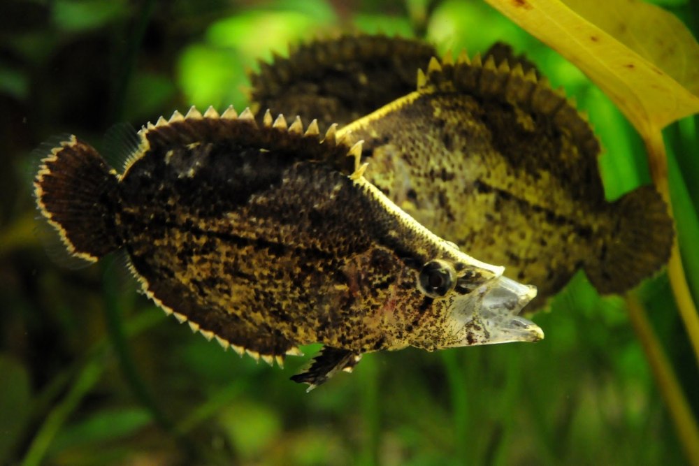 Polycentropsis abbreviata