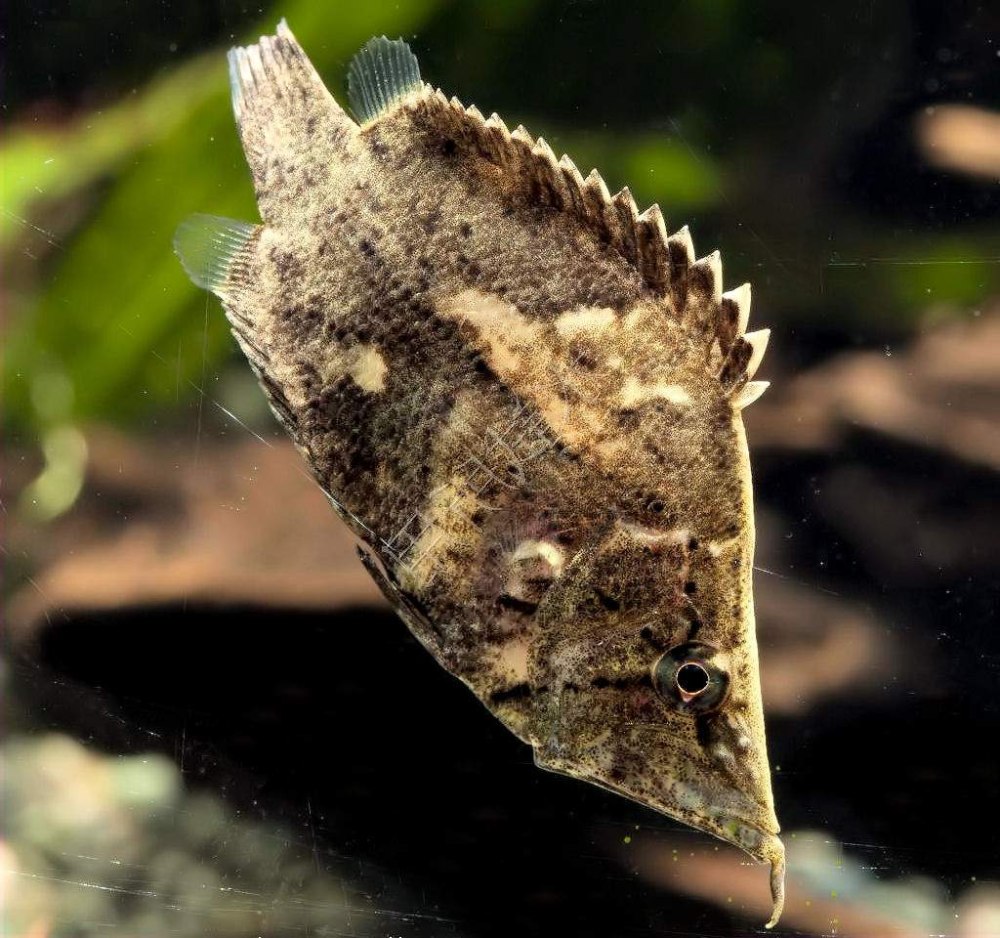 Monocirrhus polyacanthus