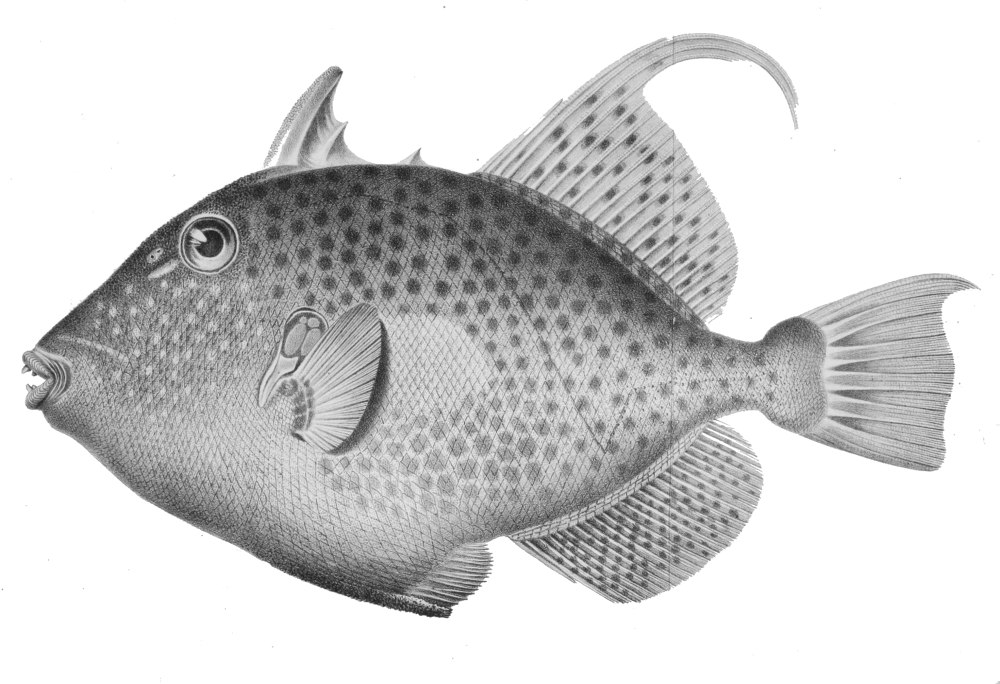 Xanthichthys lineopunctatus