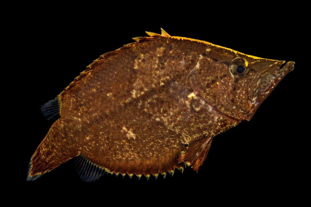 Acanthomenexenus polyacanthus