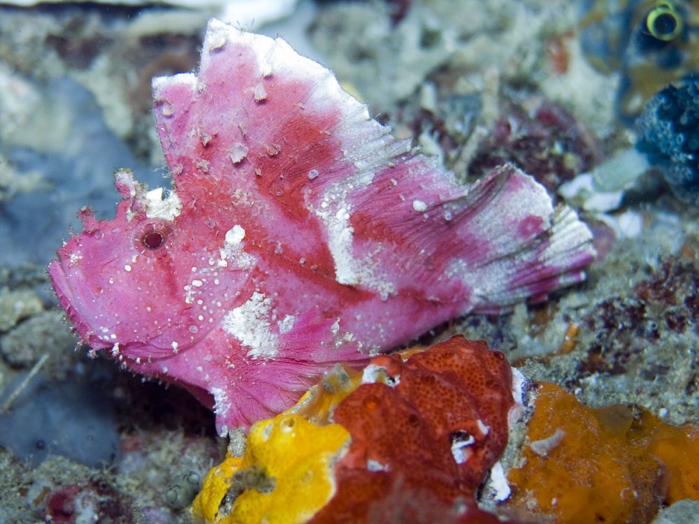 ABLABYS Taenianotus