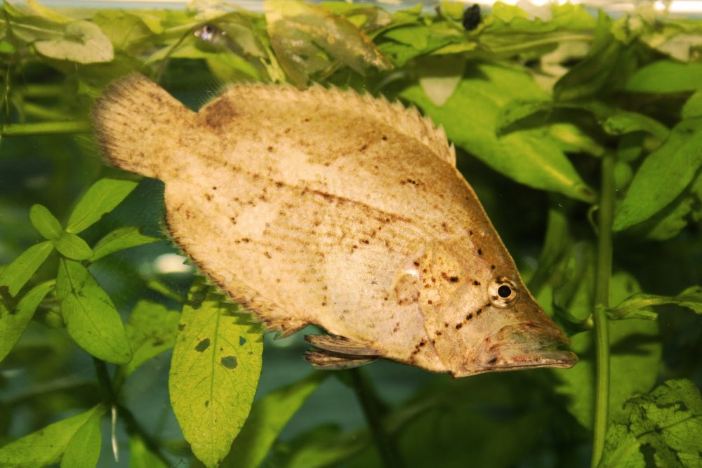 Monocirrhus polyacanthus
