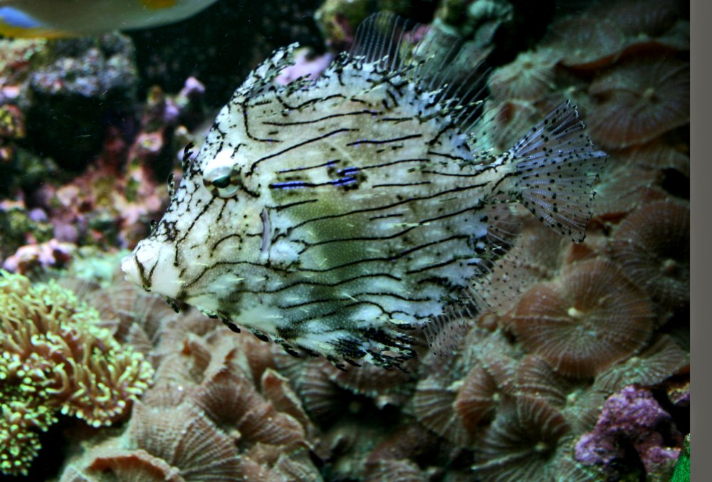 Chaetodermis penicilligerus