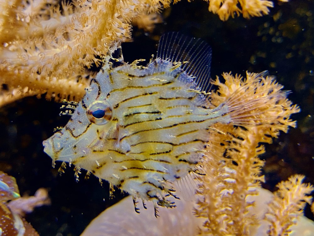 Chaetodermis penicilligerus