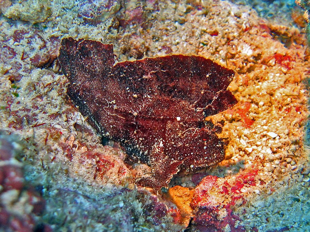 Рыба-лист желтая морская, m/Taenianotus triacanthus