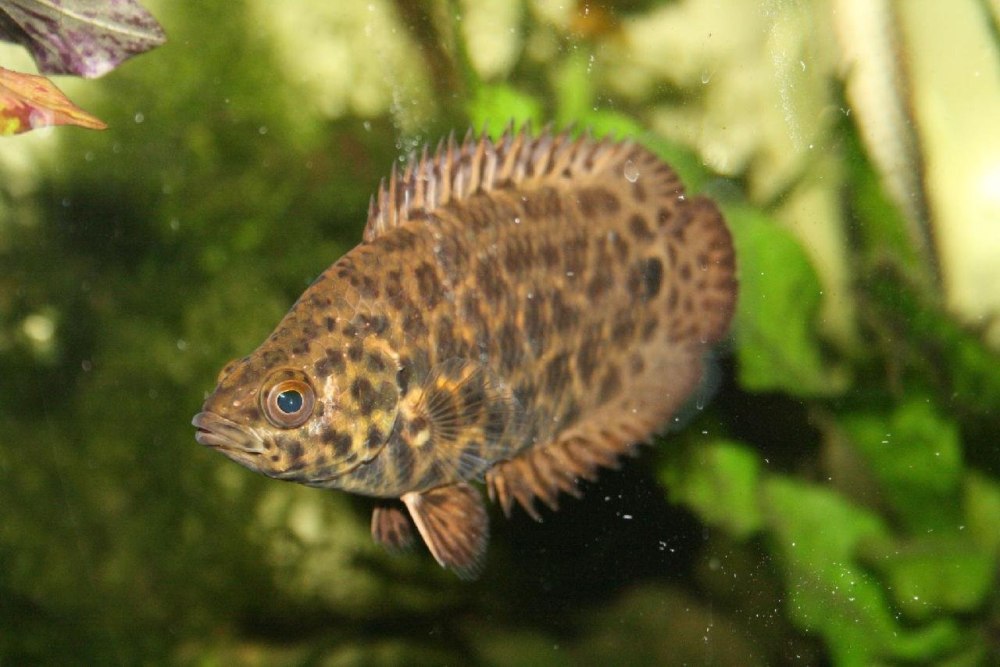 Ктенопома леопардовая (Ctenopoma acutirostre)